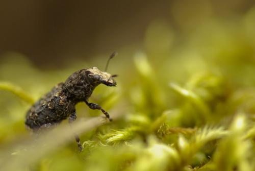 Réf. 201 894 : Platyrhinus resinosus
